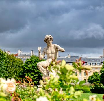 Magnolia Blossoms in Paris